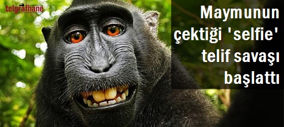 Maymunun çektiği ‘selfie’ telif savaşı başlattı